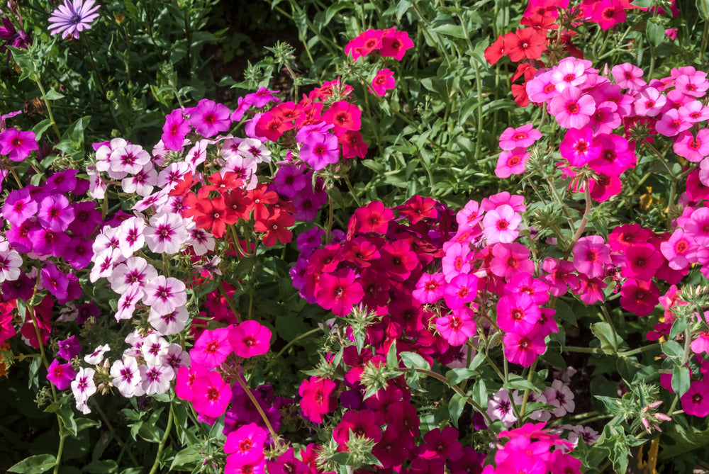 How to Grow Phlox