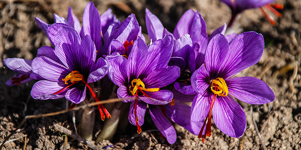 Growing Guides: How to grow Crocus Sativus (Saffron Crocus)