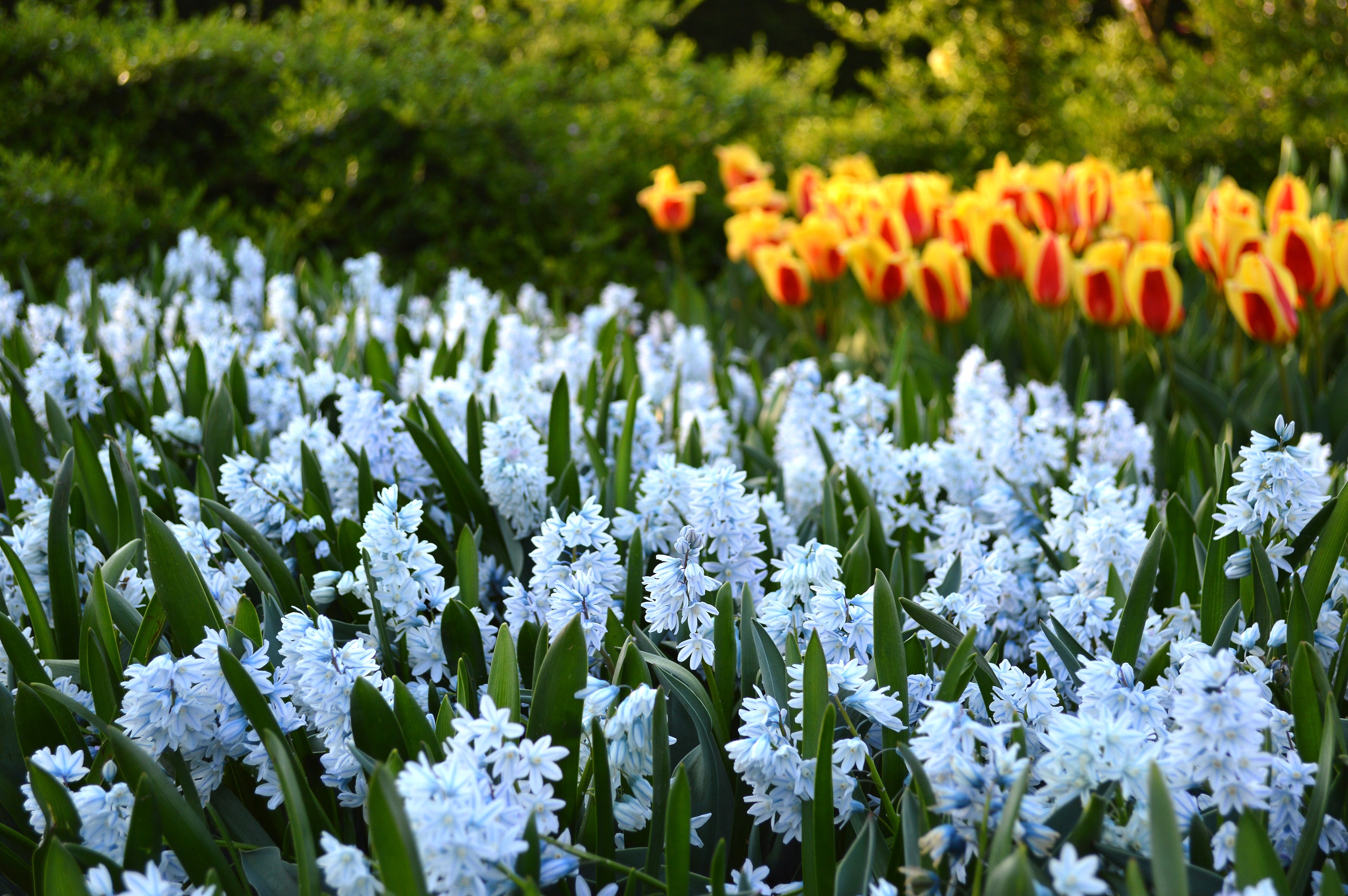 Przewodniki po uprawie: Jak uprawiać Puszkinię cebulicowatą (Striped squill)