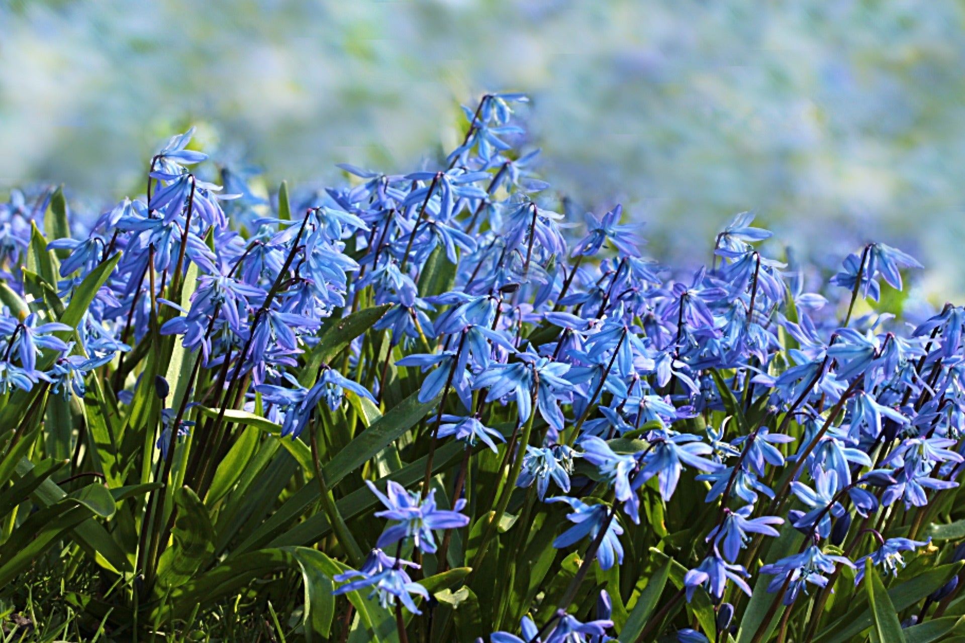 Growing Guides: How to Grow Scilla (Siberian Squill) bulbs