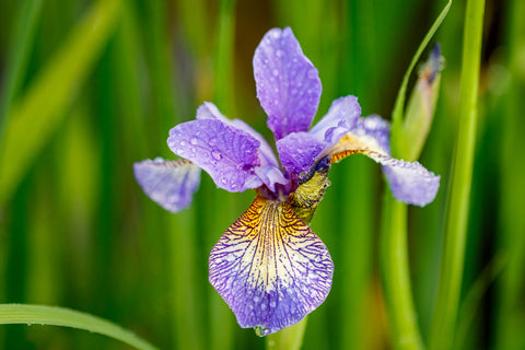 How to grow Siberian iris