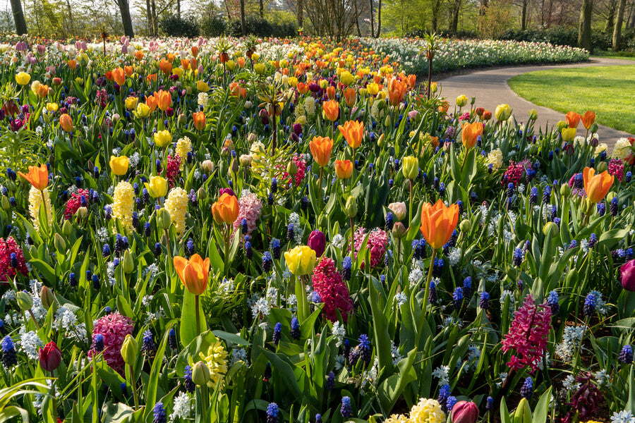 Spring Ground Cover