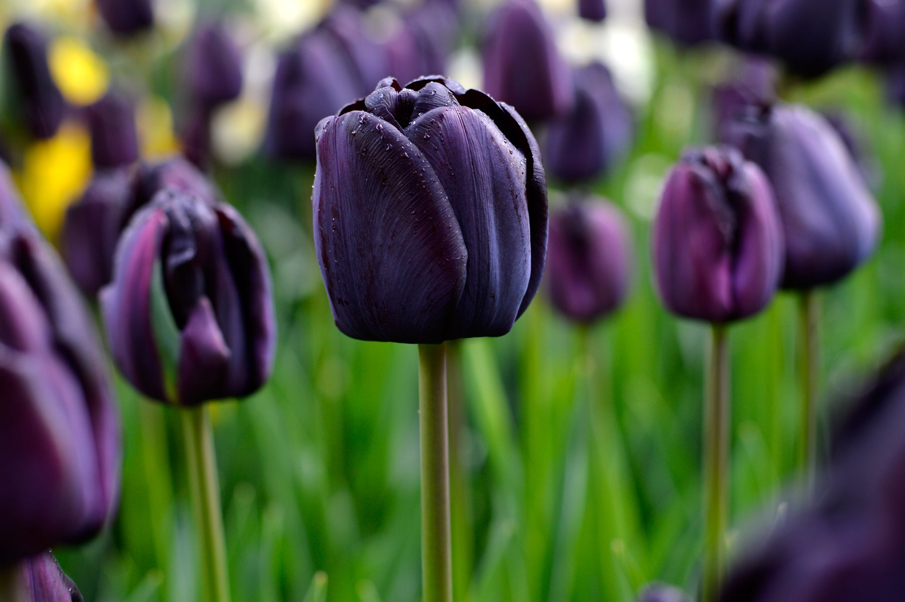 A simple guide to growing beautiful tulips from bulbs