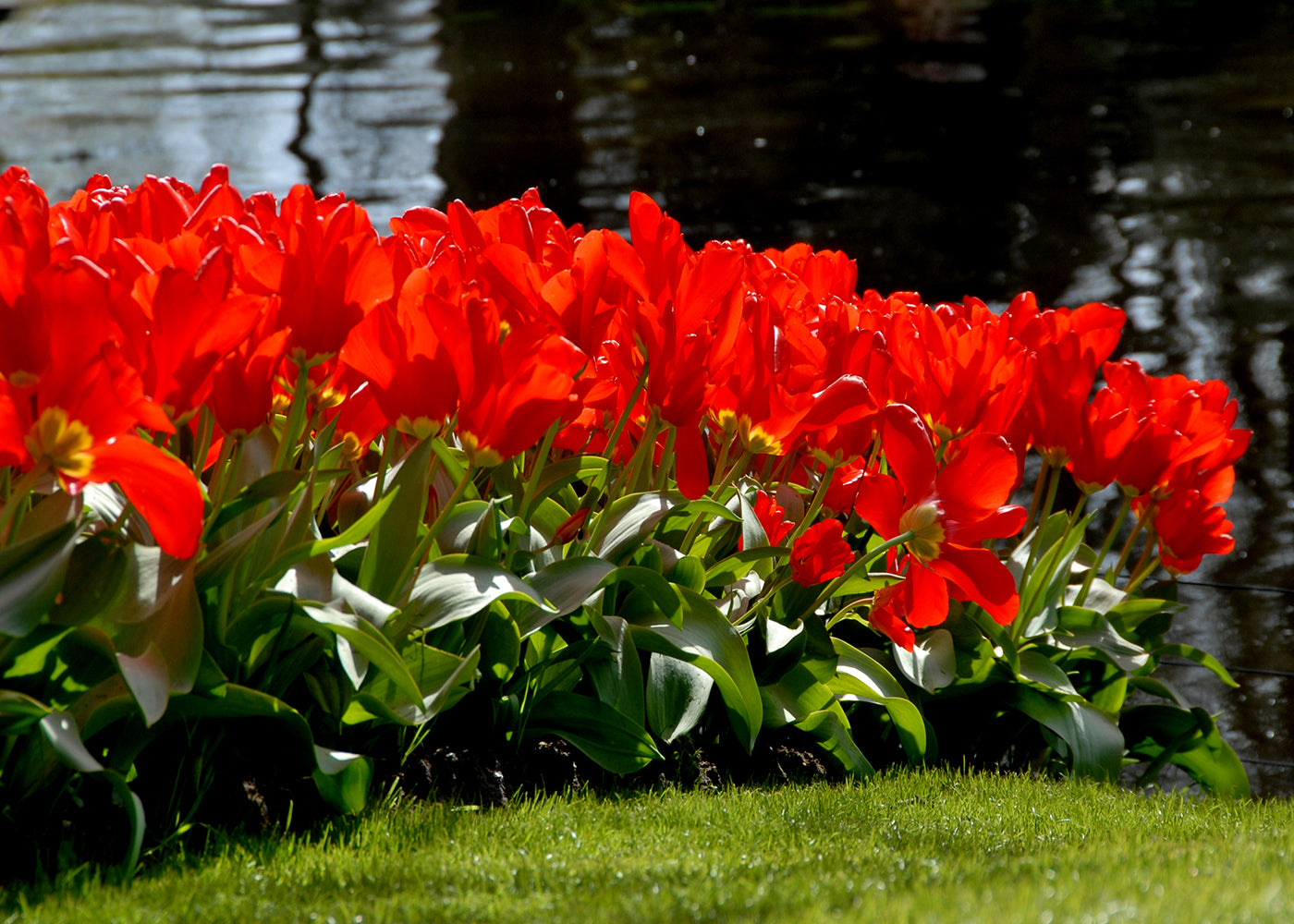 Tulipe Red Emperor