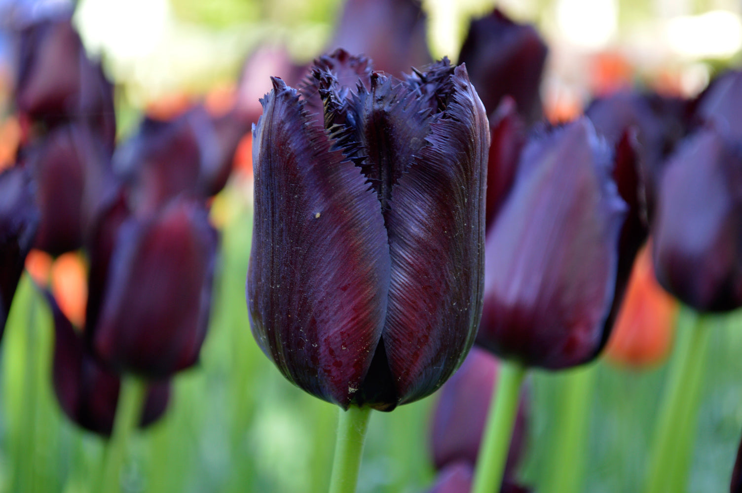 Tulip Vincent van Gogh