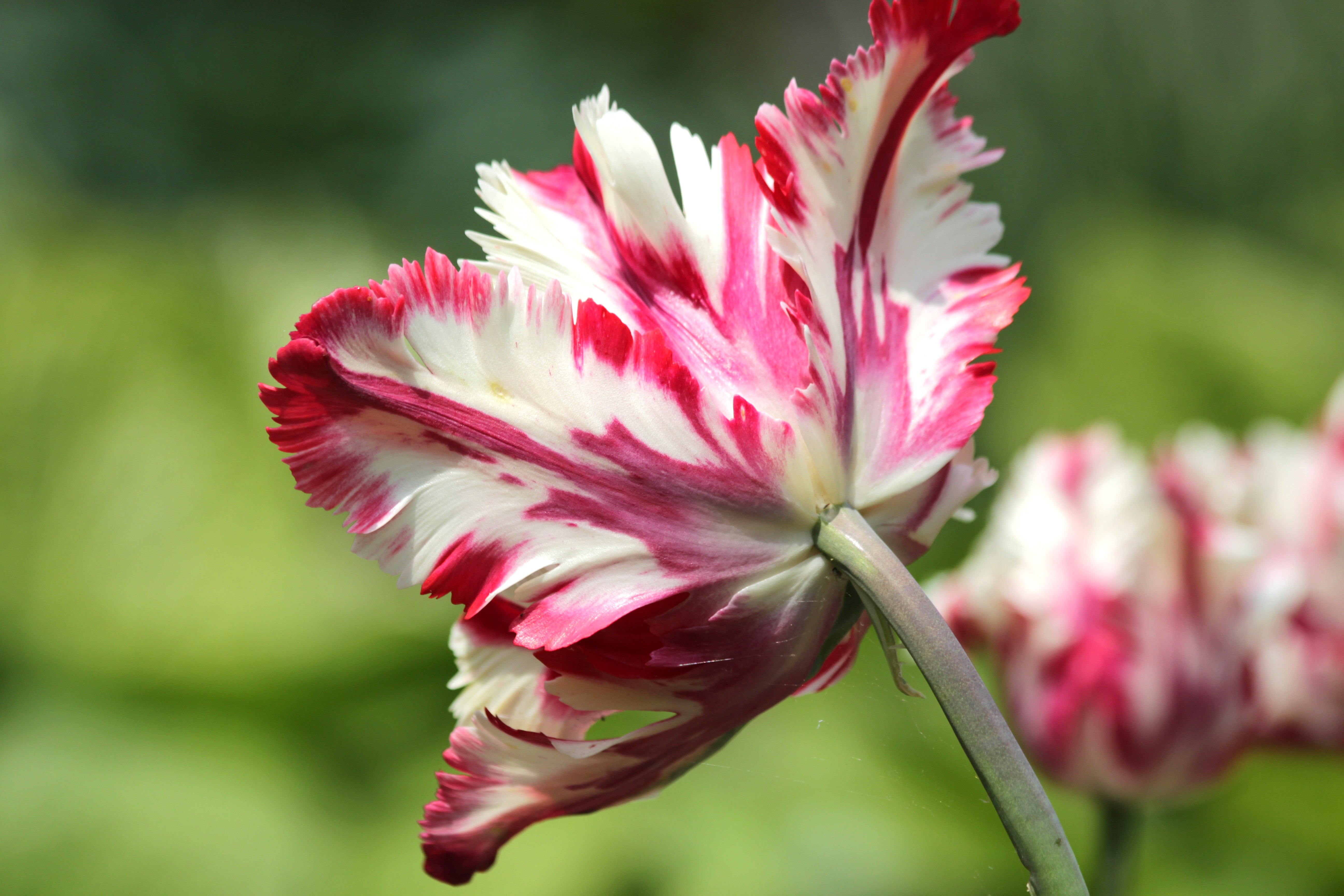 Tulipany Estella Rijnveld