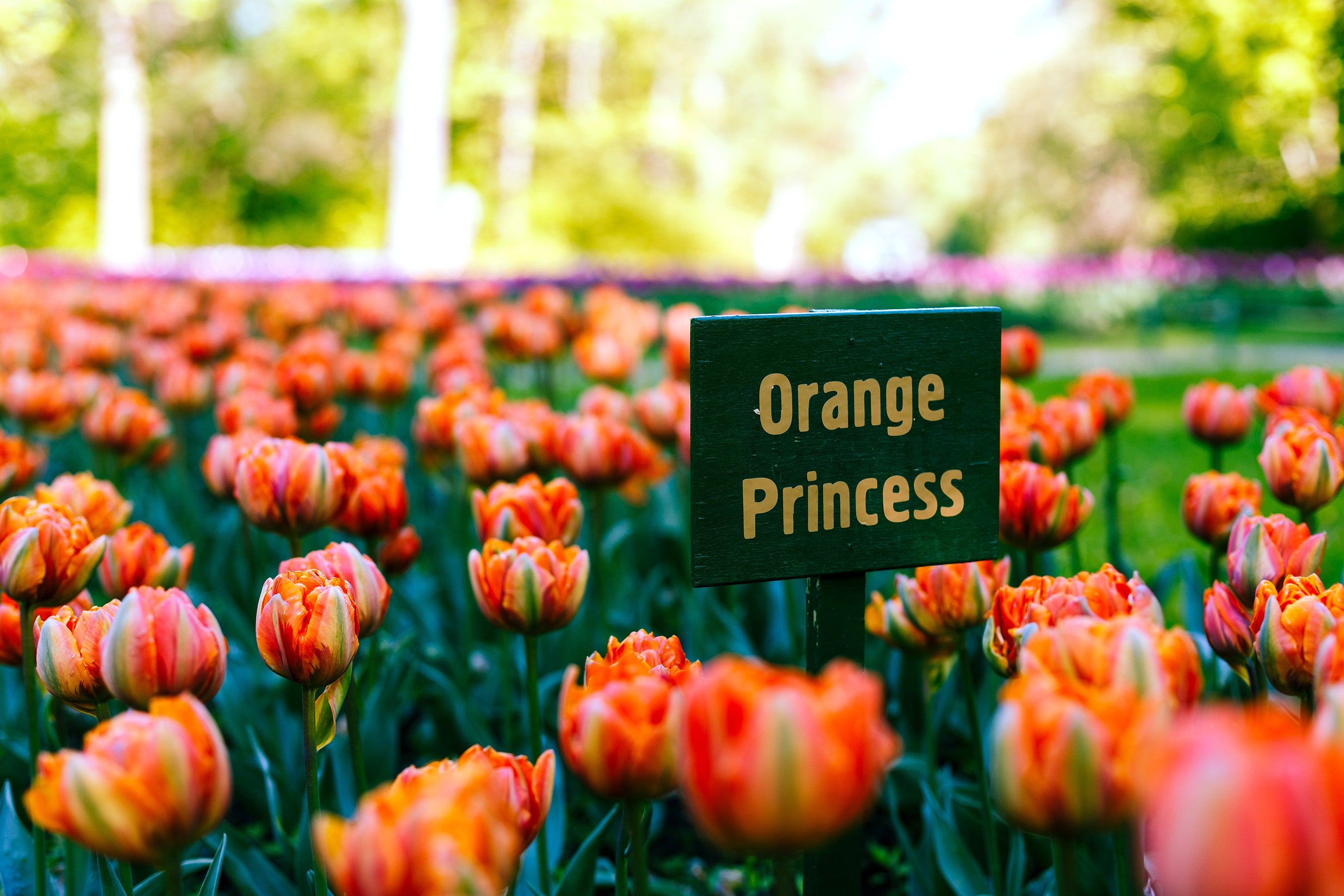 Tulipany Orange Princess