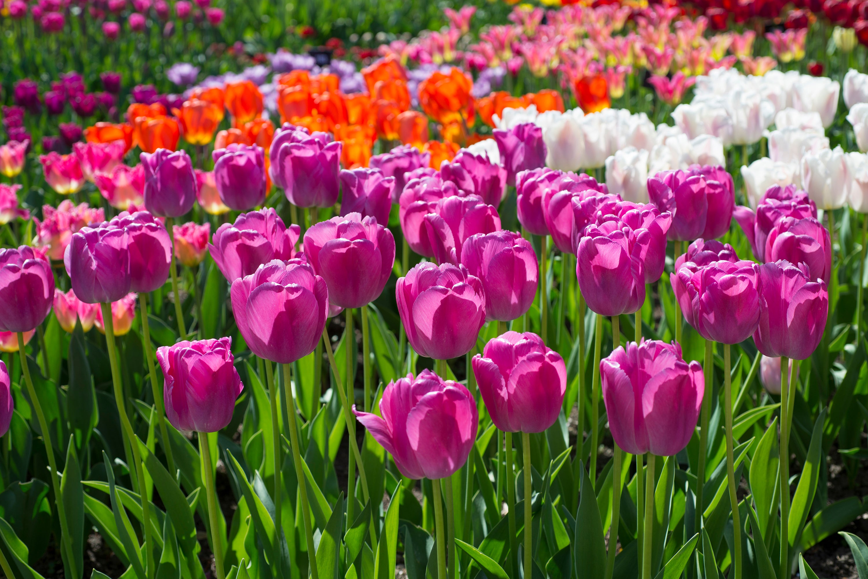 Tulip Purple Pride - THE BEST PLACE TO BUY TULIP BULBS