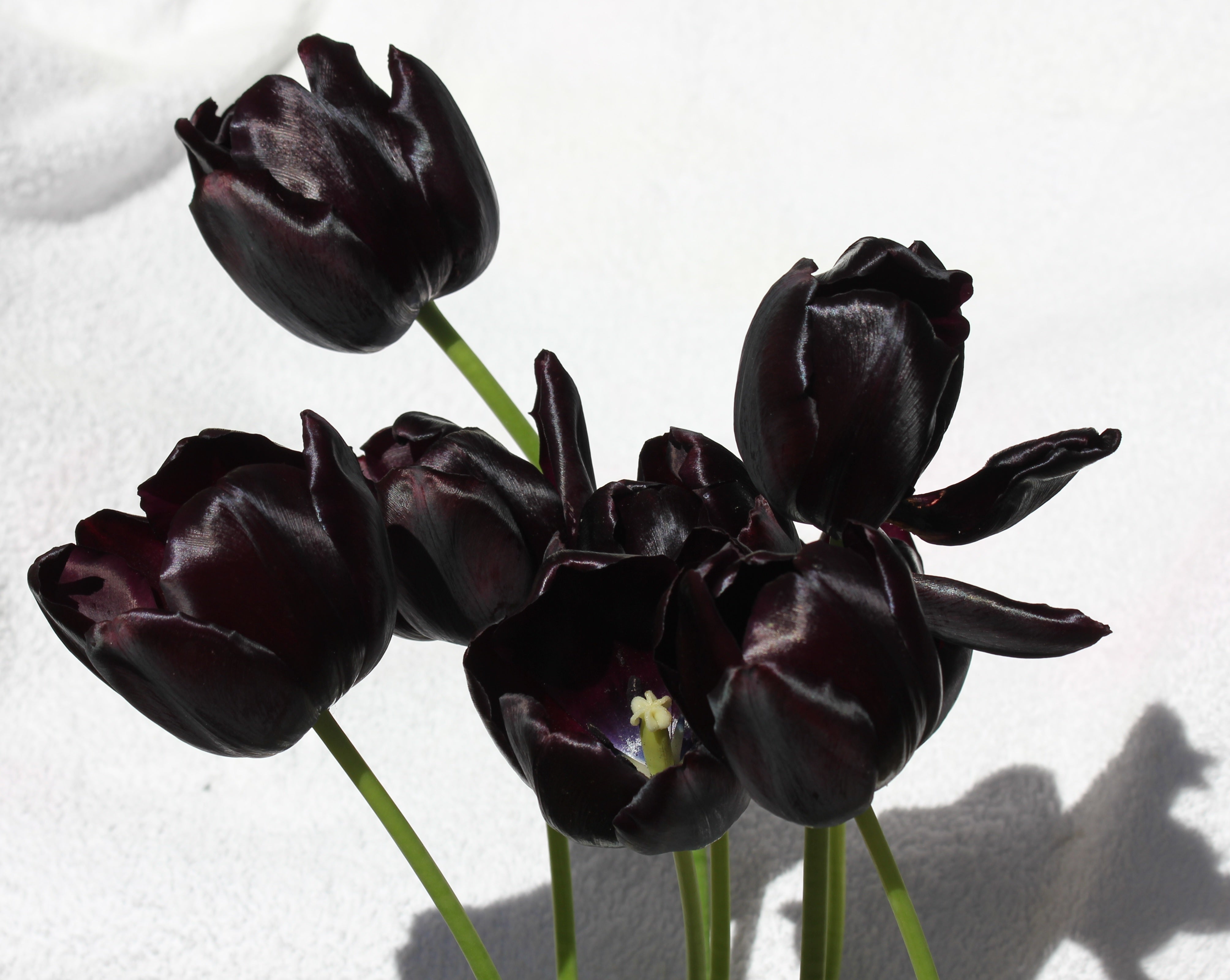 Tulipes noires - Tulip Bulbs | DutchGrown™