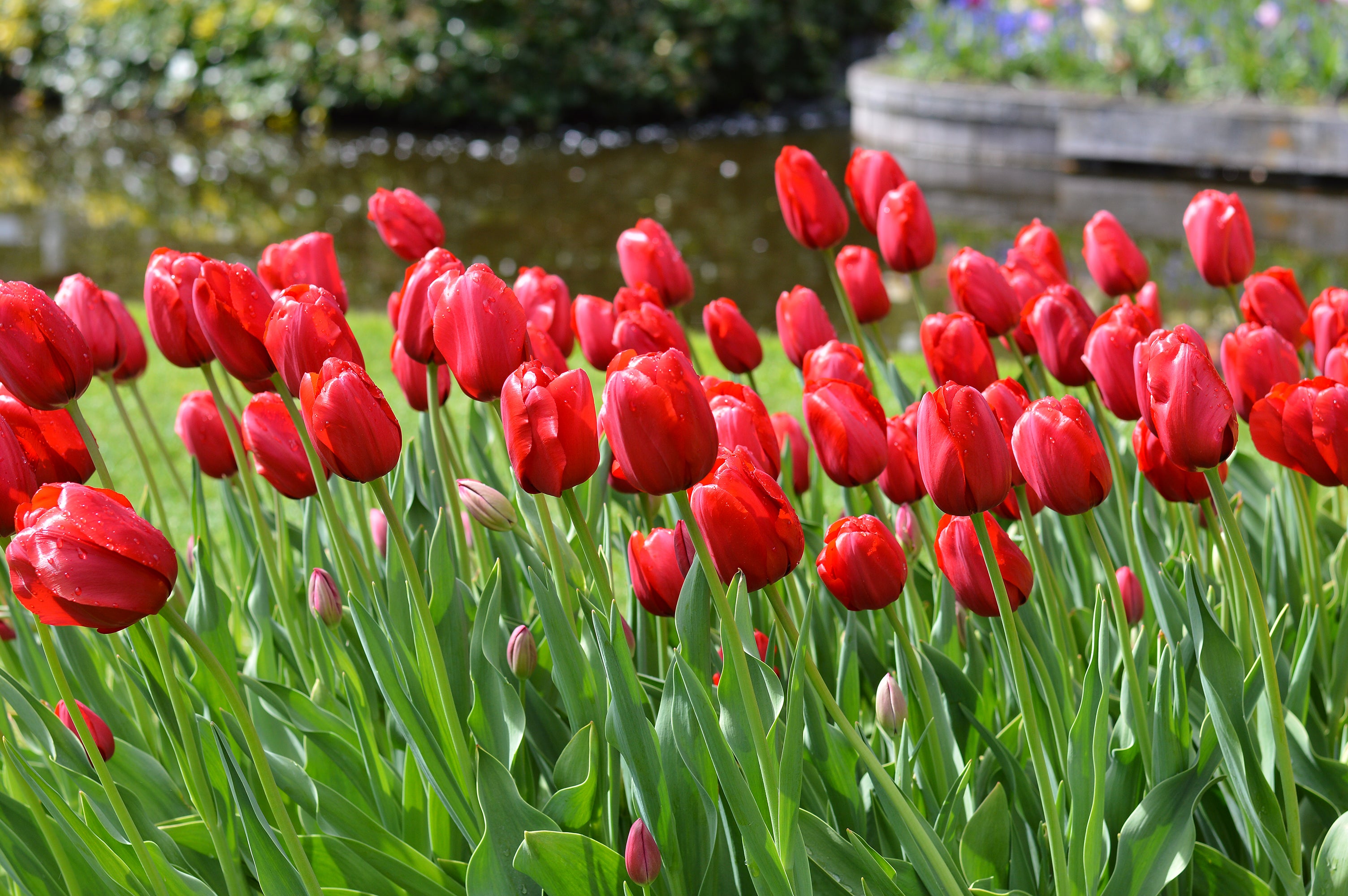 Tulip Red Impression