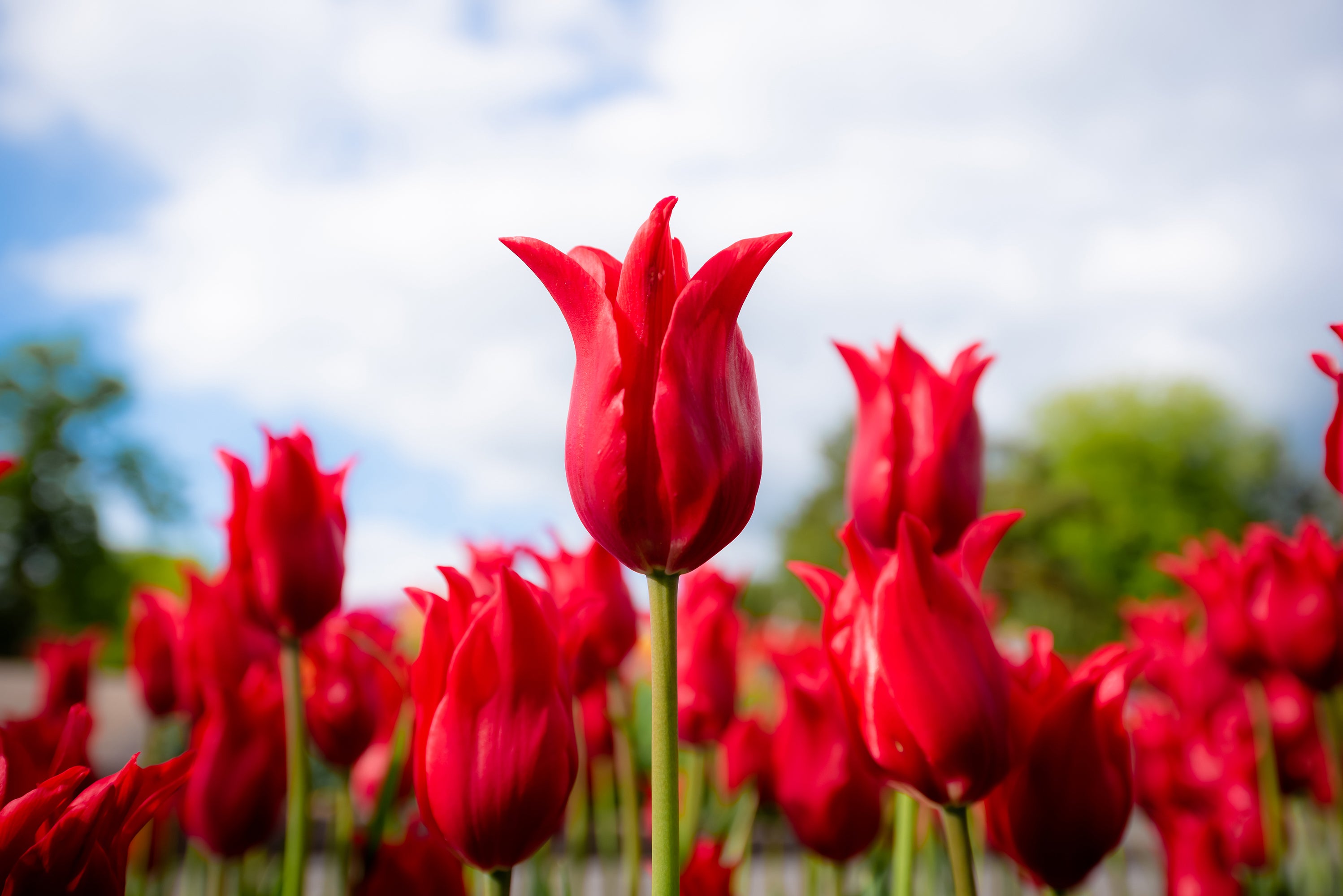 Tulipan Red Shine