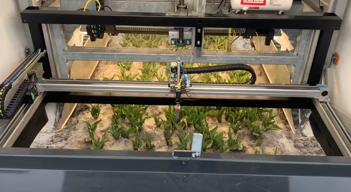 AI Robot checking tulips in the field in Holland