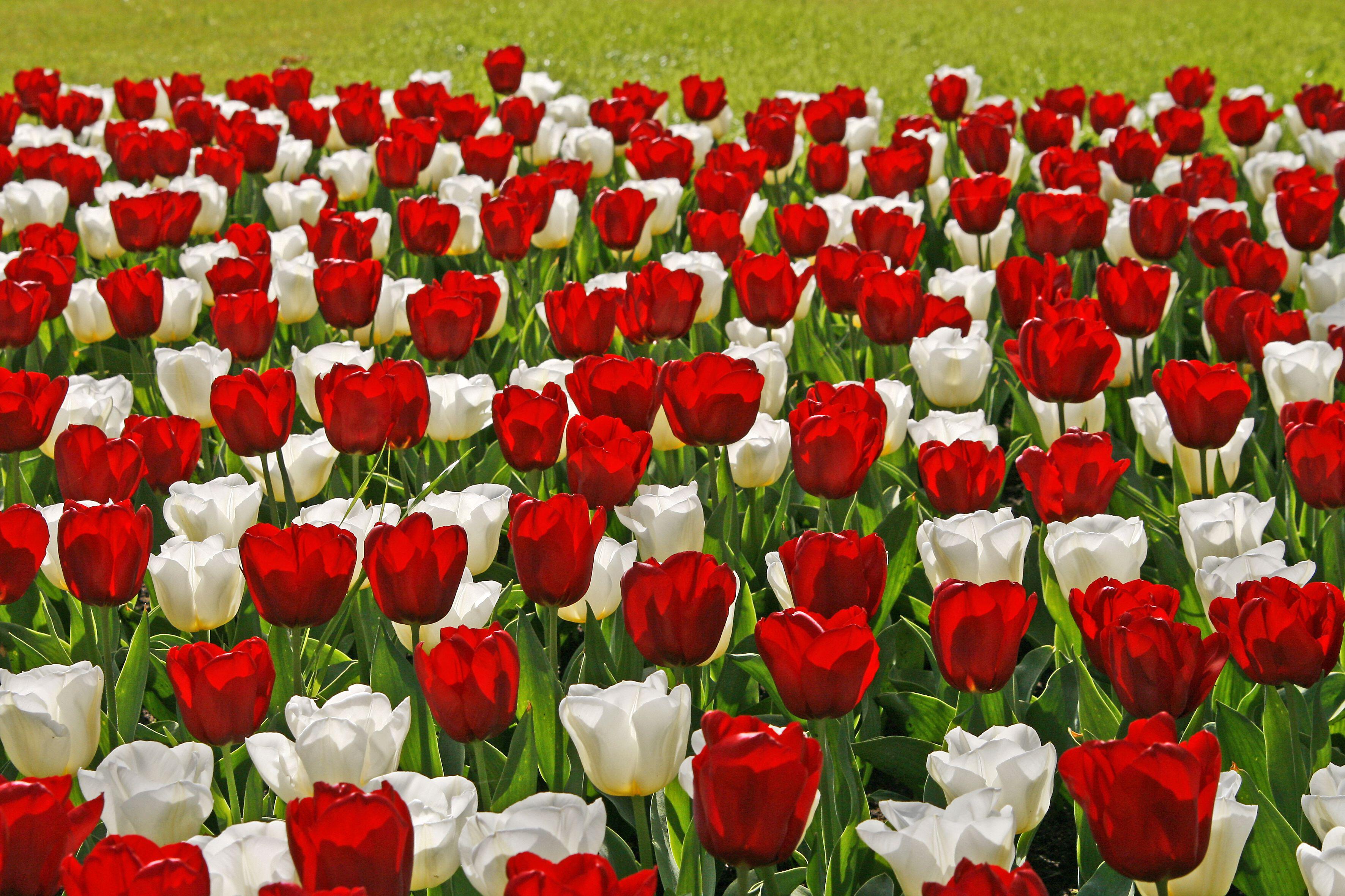 Utilisation et choix des tulipes dans les jardins