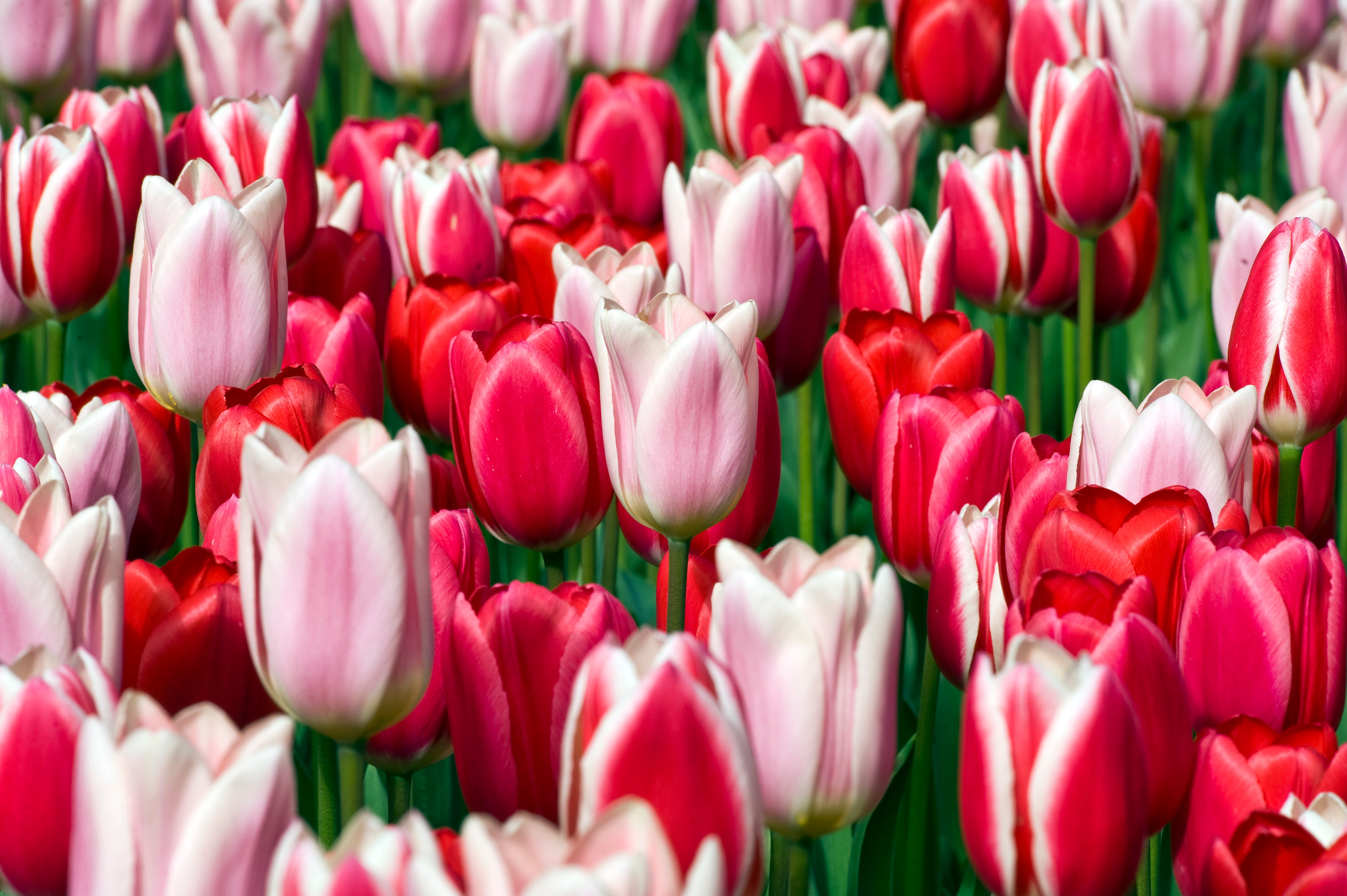 Kolekcja Tulipanów Truskawkowe Pola (Kolekcja Tulipanów Strawberry Fields)