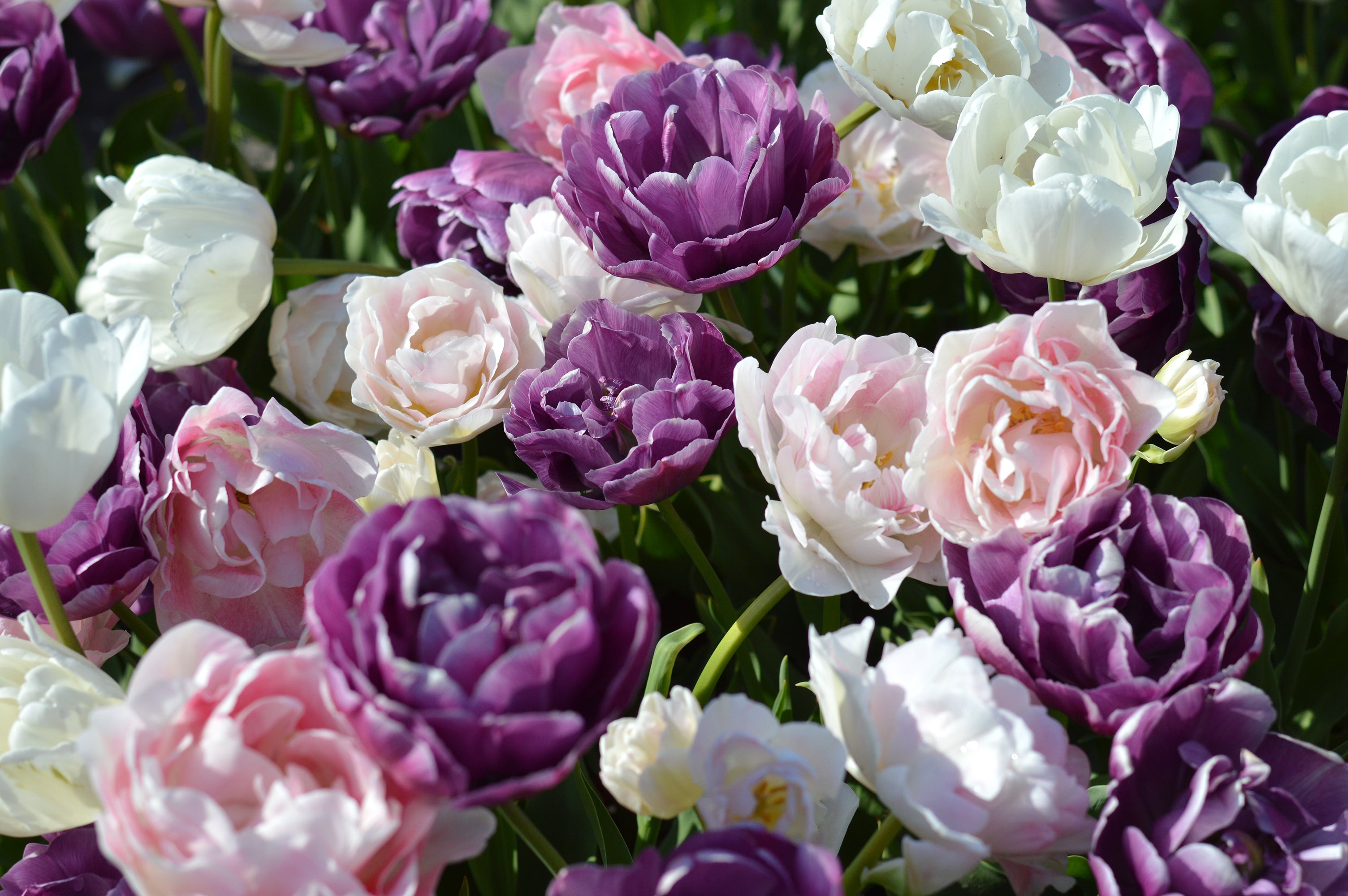 Tulip Wedding Gift Collection - THE BEST PLACE TO BUY TULIP BULBS