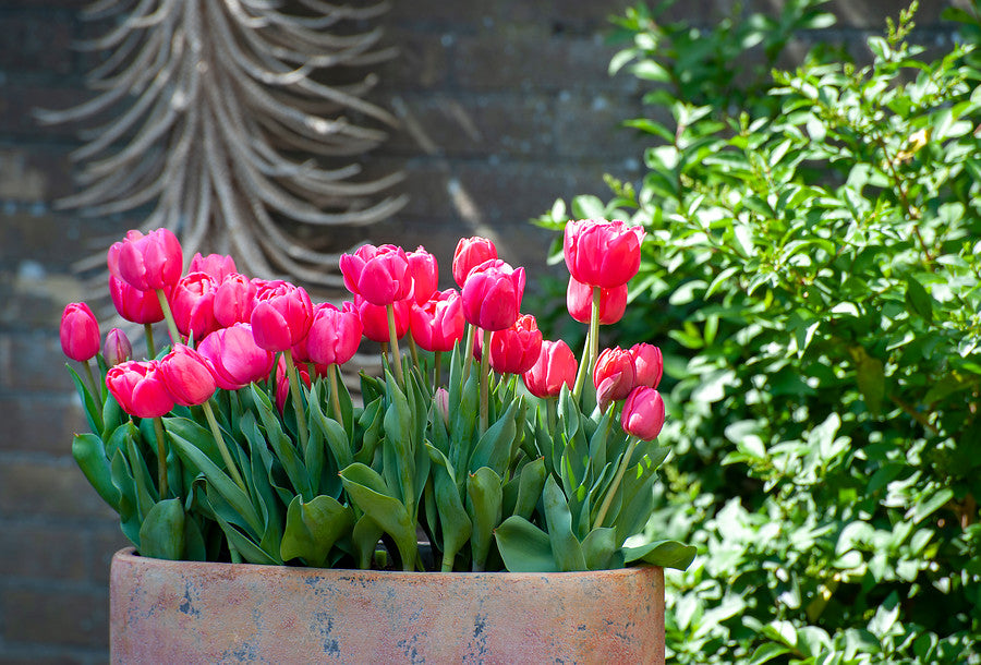 Tulips in garden