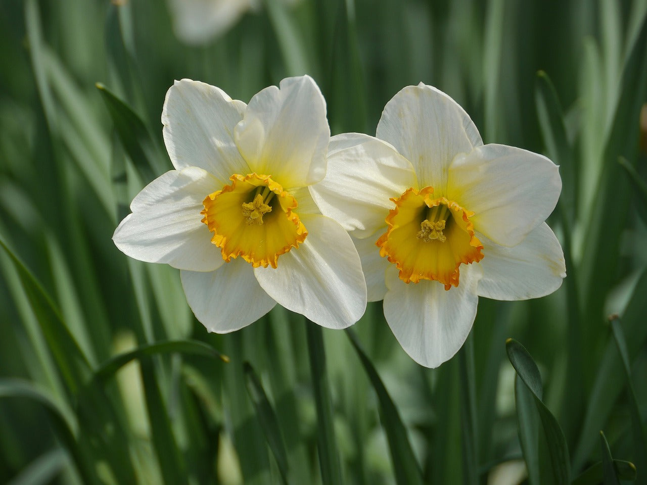 The 21 Best Flower Bulbs To Plant In Autumn In The UK