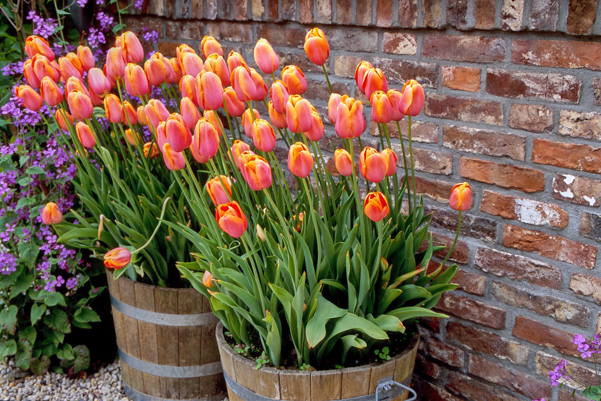 Tall Tulips