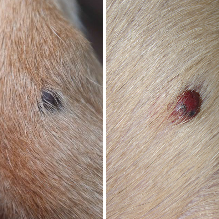 what does a skin tumor look like on a dog