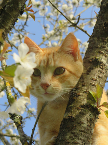 Horrace le chat.