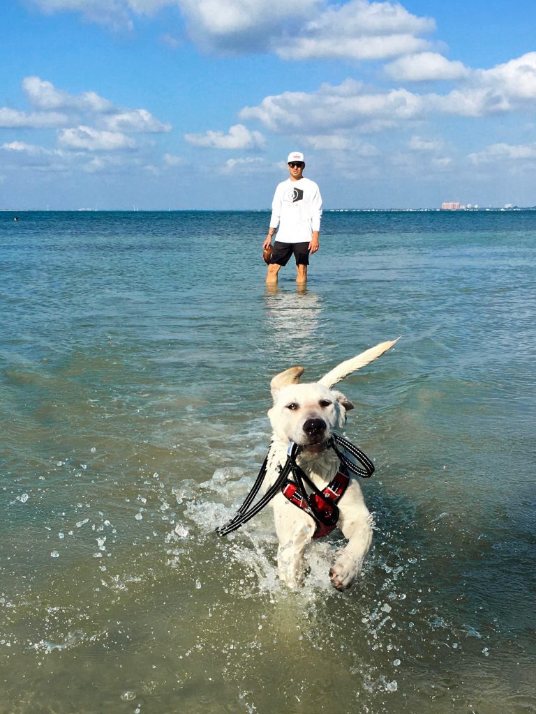 Can You Take Dogs To Beaches