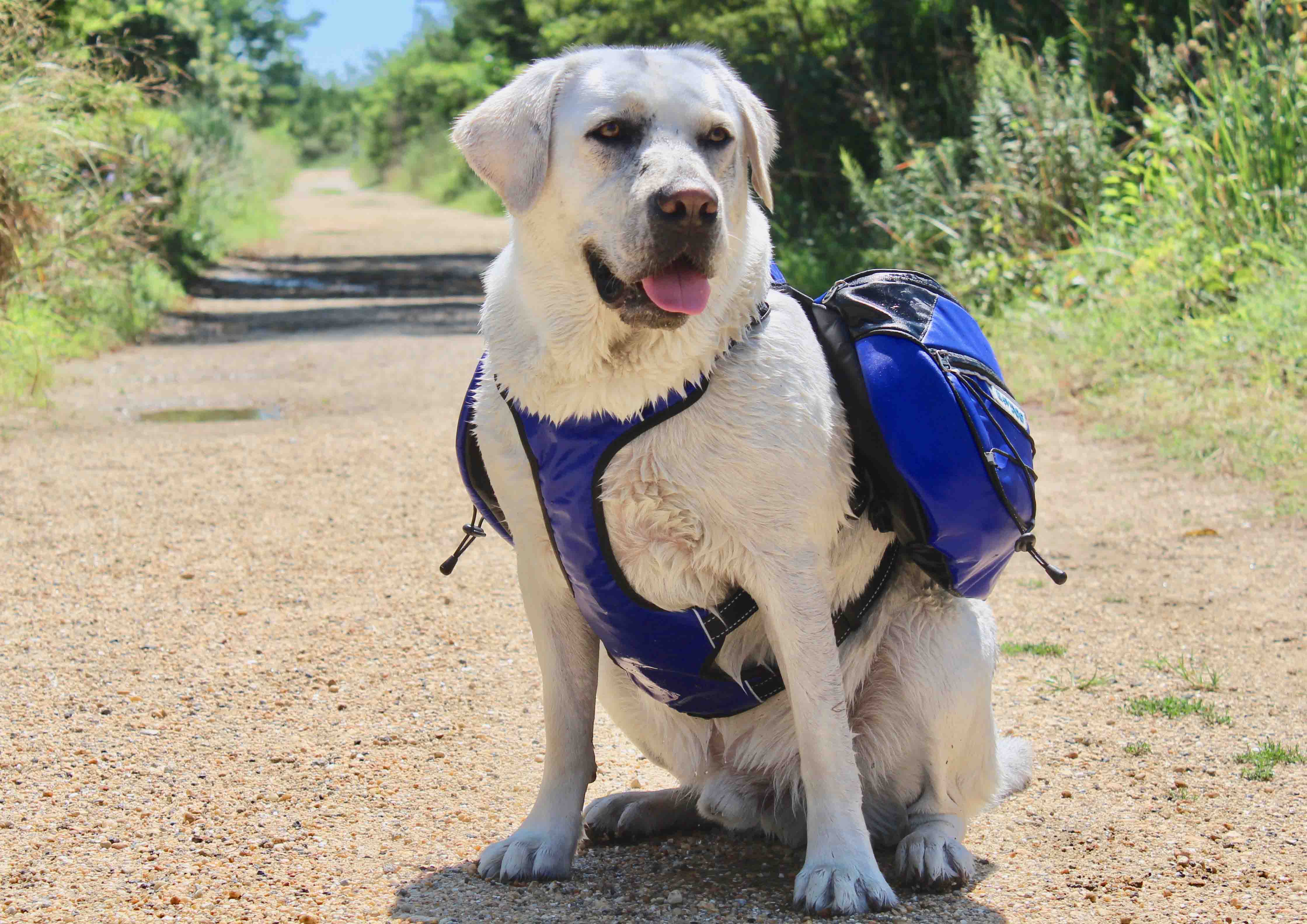 how much water should i bring my dog hiking