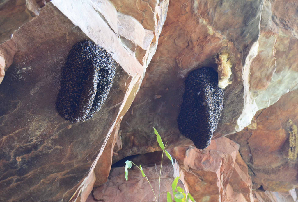 Rare organic honey of honeycomb in India