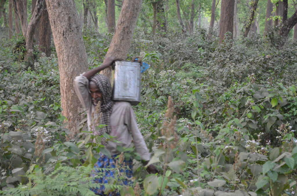 Buy online forest produce honey of wild honey bees