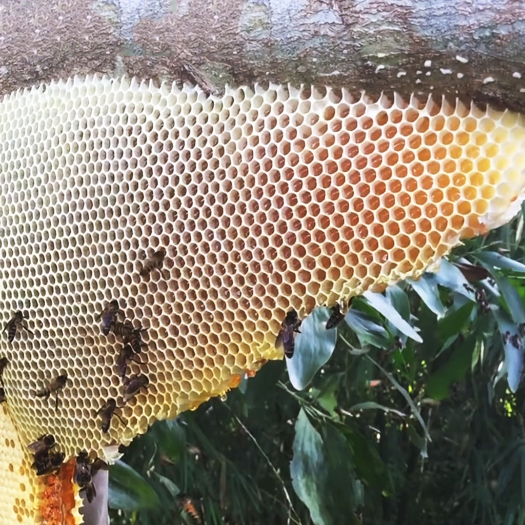 Kandhamal forest region is known for large nests of honey hive deep inside the forest region of Odisha