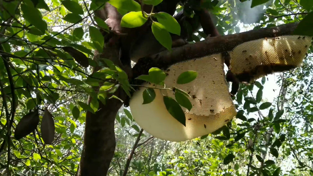 Tropical Wild Forest Honey Hive