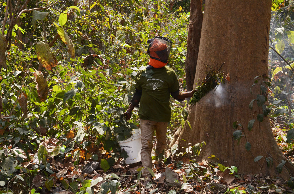 Honey Hunter of India