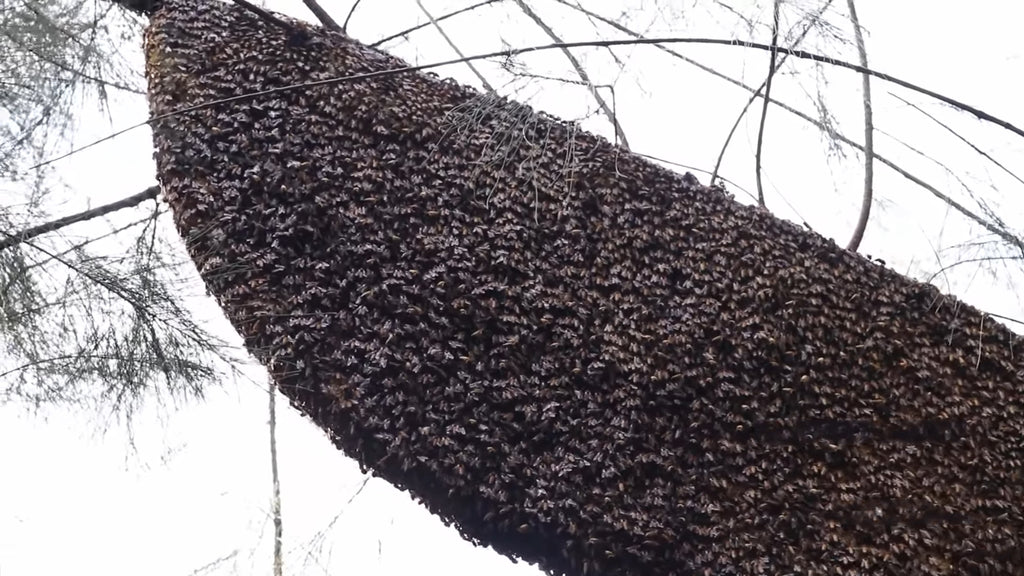 India's largest Honey Nest in Forest