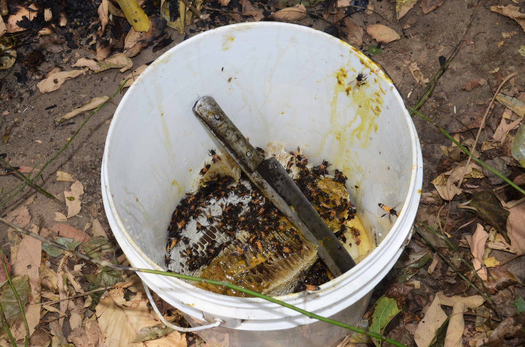 Real organic honey harvesting going on