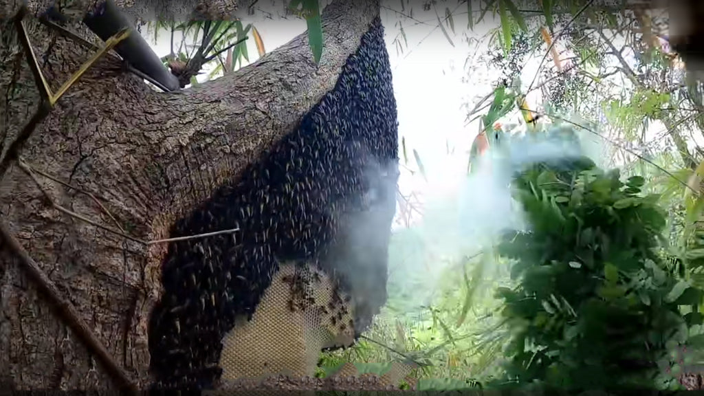 Sundarbans honey hive known for it's wild flower taste