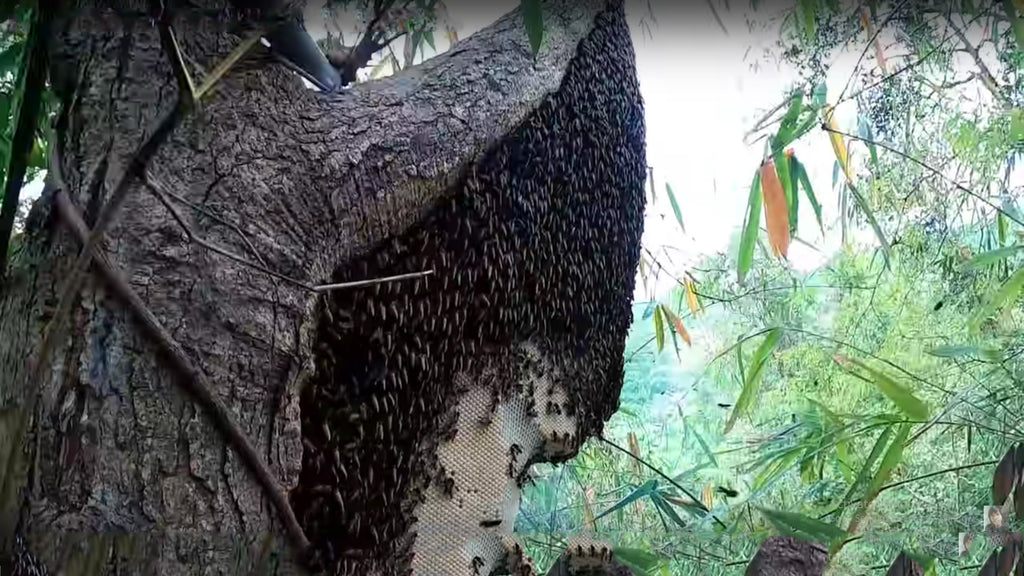 Wild Honey Hive in Sundarbans Forest