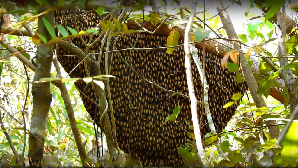 Organic Wild Honey Harvesting