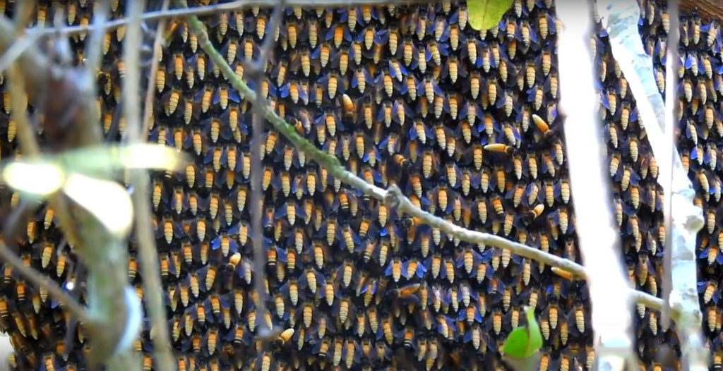 Giant Killer Honey Bee Hive Honey