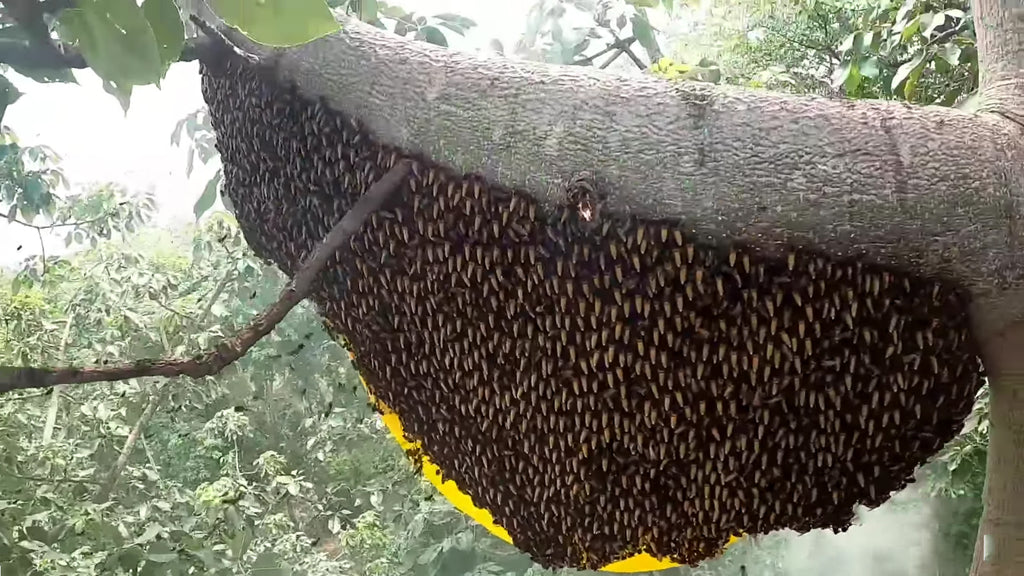 Honey Hunters Of Odra-Desh – Royal Bee Brothers