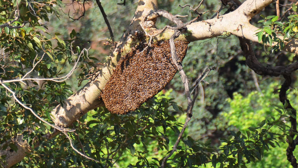 largest honeycomb of India