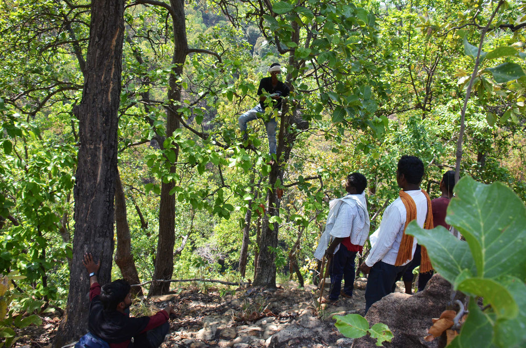 In the deep forest region, royal bee brothers team harvesting honey