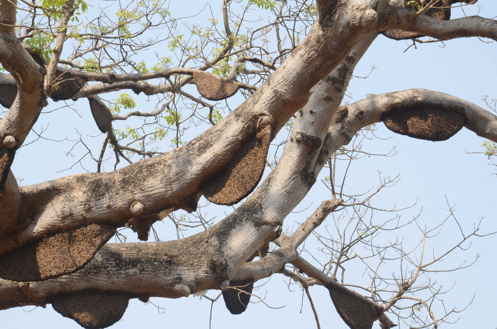 Honeycomb on tree