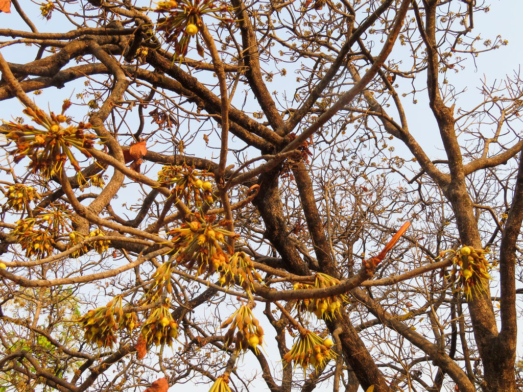 Mahuwa Tree of tribal belt of India