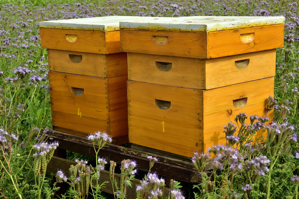 Beehive Box to gift your friend and relative and support "Save the Bee" campaign