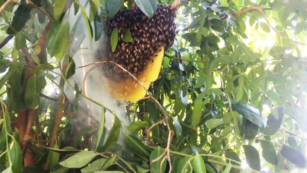 raw, unprocessed and 100% natural real forest honey, harvested from westerghat forest, sundarbans, nagaland forest and kashmir forest region