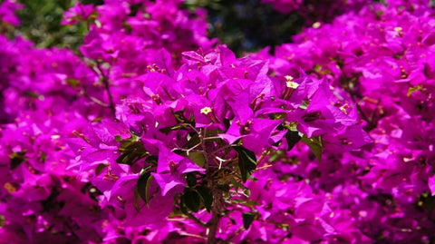 flor bougainvillier