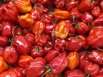 Gros plan/ Le piment ''habanero'' ou ''Tyson'' déclasse le piment ''Mamou''  : ce qu'il faut savoir