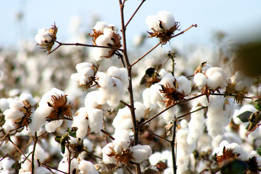 cotton plants