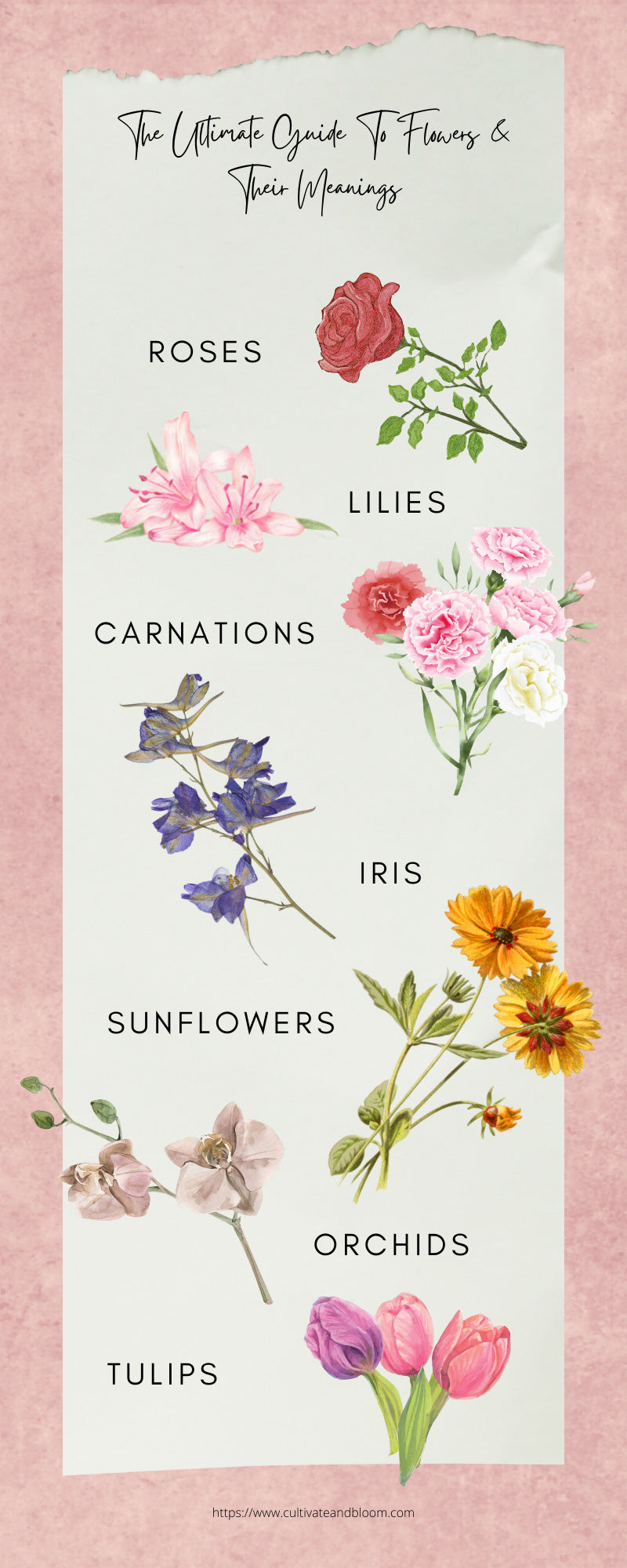 The Ultimate Guide To Flowers & Their Meanings