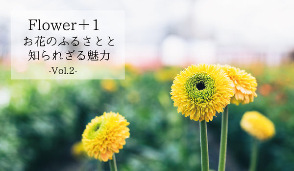 ハナノヒ 365days 季節の花が毎月届くサブスクリプション ハナノヒ 365days 季節の花が毎月届くサブスクリプション 日比谷花壇