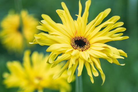 Flower 1 お花のふるさとと知られざる魅力 ハナノヒ 365days 季節の花が毎月届くサブスクリプション 日比谷花壇